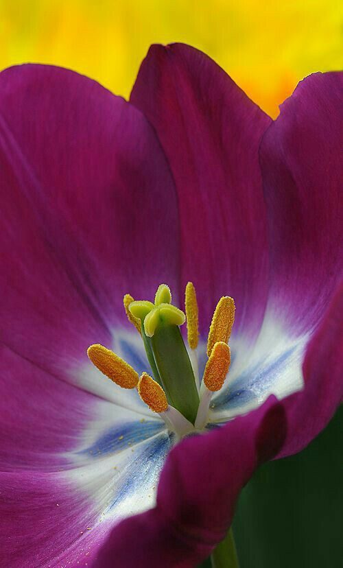 Pretty Perfect Petals